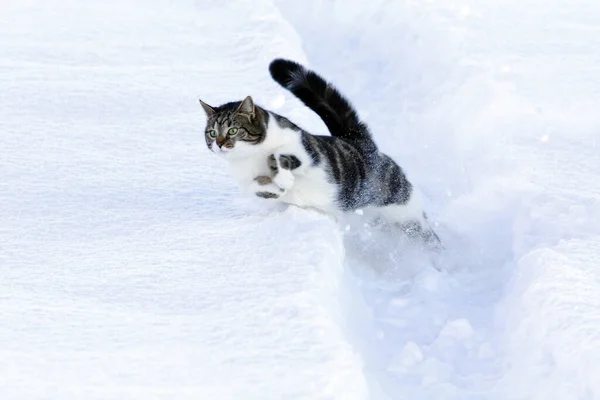 Porträtt Söt Katt — Stockfoto