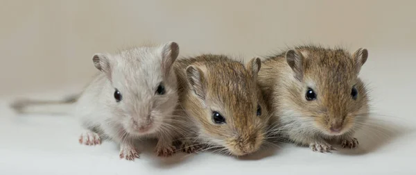 沙鼠小动物 — 图库照片