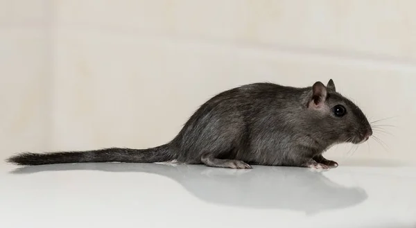 Pequeño Ratón Animal Gerbil —  Fotos de Stock