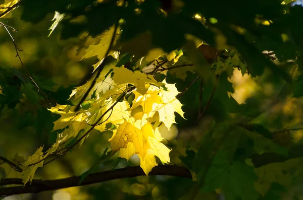 Hojas Otoño Ramas Árboles Flora Temporada Otoño —  Fotos de Stock