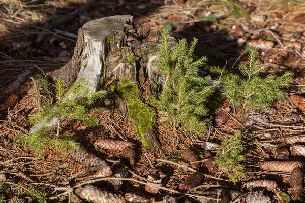 木が生えている森の床 — ストック写真