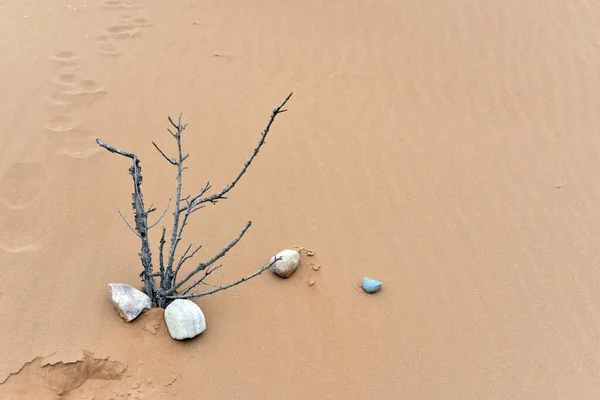 Sanddüne Mit Steinen Und Natürlichen Ikebana Ästen — Stockfoto