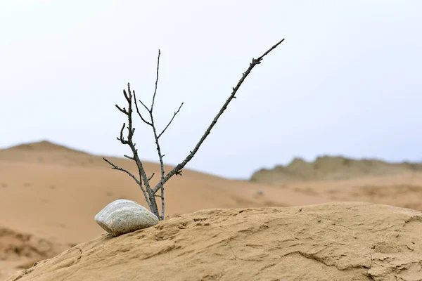 砂の砂丘に石や天然の生け花木の枝のような — ストック写真