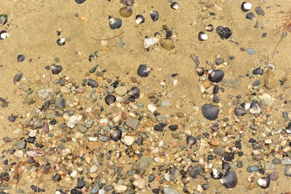 Текстура Берега Реки Песчаными Камнями Раковинами — стоковое фото