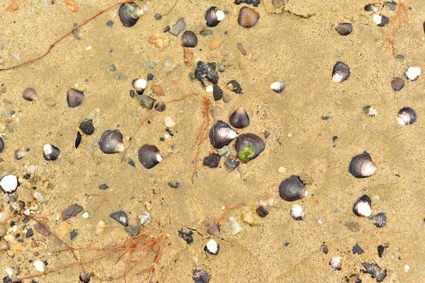 Textura Margem Rio Com Pedras Areia Conchas — Fotografia de Stock