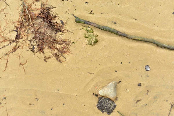 Flodens Strandstruktur Med Sandsten Och Snäckskal — Stockfoto