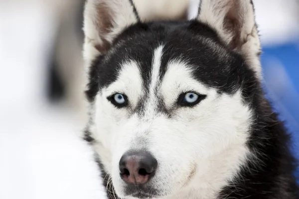 Portret Van Siberische Husky Sneeuw — Stockfoto