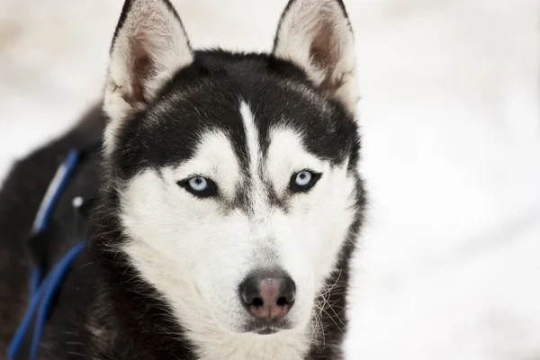 Portrait Husky Sibérien Dans Neige — Photo