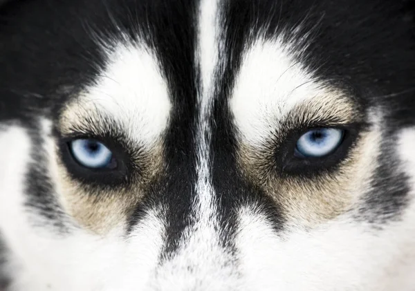 Feche Belos Olhos Azuis Husky — Fotografia de Stock