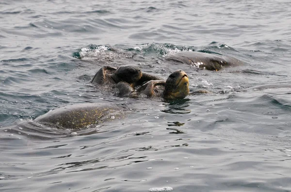 Nas Galápagos Poderia Experimentar Acasalamento Das Tartarugas Água — Fotografia de Stock