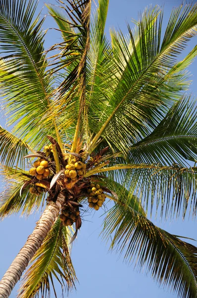 Traumurlaub Auf Den Malediven — Stockfoto