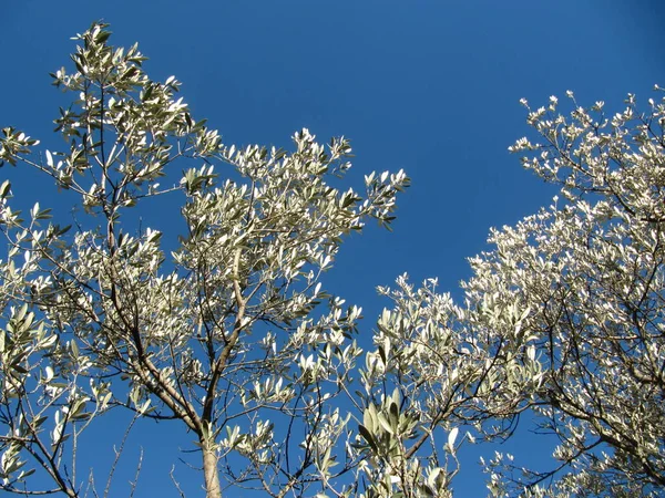 Aceitunas Olivos Olivos Invierno Cielo Azur — Foto de Stock