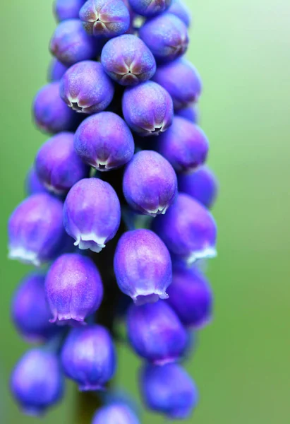 Glockenspiel Muscari Botryoides — Fotografia de Stock