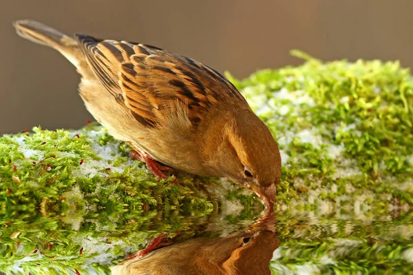Casa Sparrow Passer Domesticus — Foto de Stock