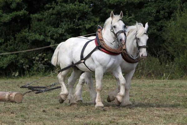 Dois Cavalos Brancos Que Skidding Trabalho — Fotografia de Stock