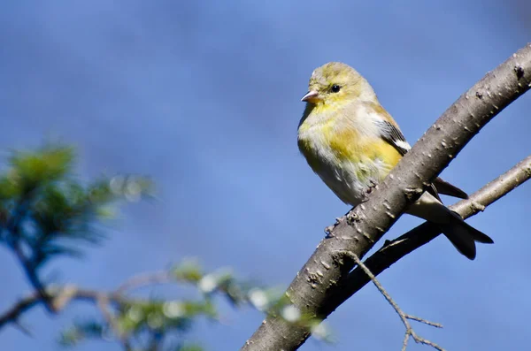 Samica Goldfinch Siched Tree — Zdjęcie stockowe