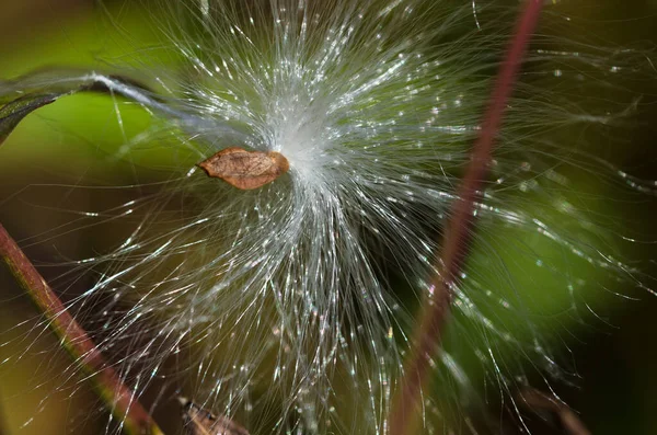 Semente Milkweed Luz Sol — Fotografia de Stock