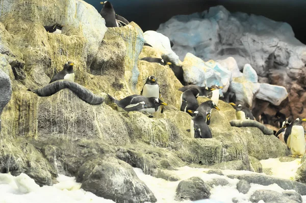 Fekete Fehér Színű Pingvin Egy Hideg Helyen — Stock Fotó