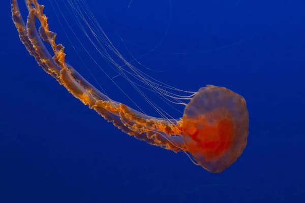 水母海水下 海洋生物 — 图库照片