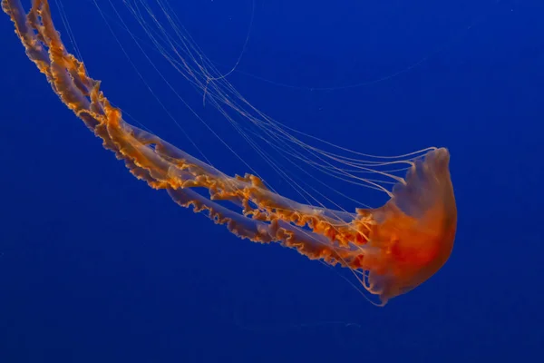 Medusas Acuáticas Mar Submarino Criatura Vida Marina — Foto de Stock