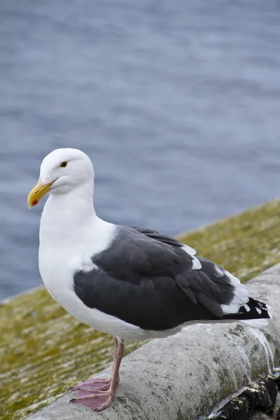 Vue Panoramique Magnifique Oiseau Mouette Mignon — Photo