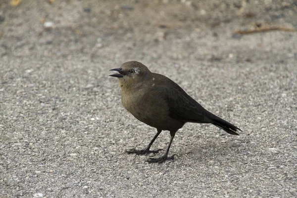 Melro Melro Ornitologia Fauna — Fotografia de Stock