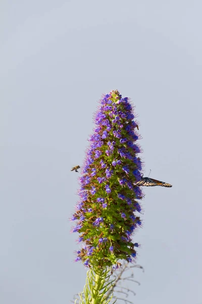 Fiore Con Farfalla Ape — Foto Stock