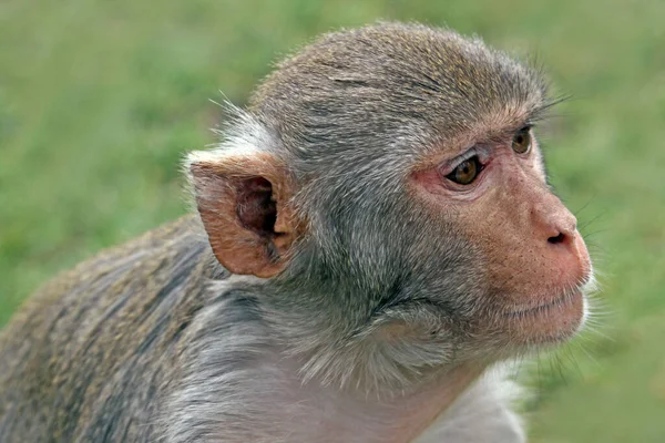 Macaco Marrom Macaco Comum — Fotografia de Stock