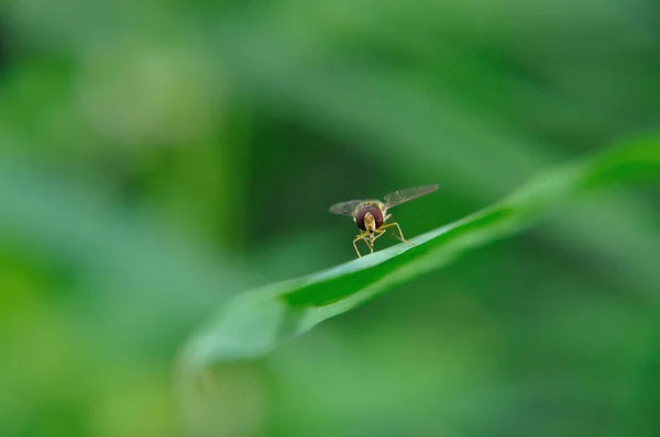 野生の自然界での虫の接近 — ストック写真