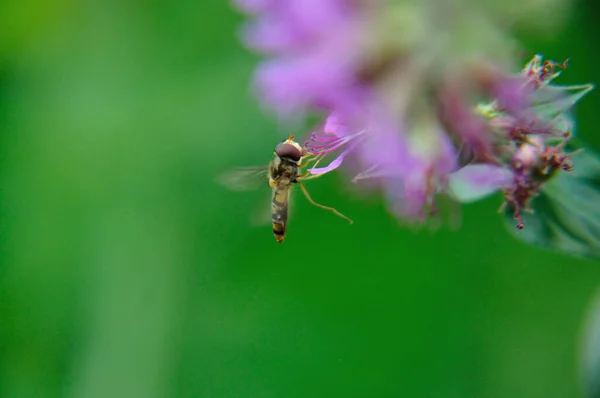 Schöne Blumen Blumiges Konzept Hintergrund — Stockfoto