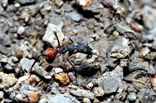 Vahşi Doğada Böceğe Yakın Çekim — Stok fotoğraf