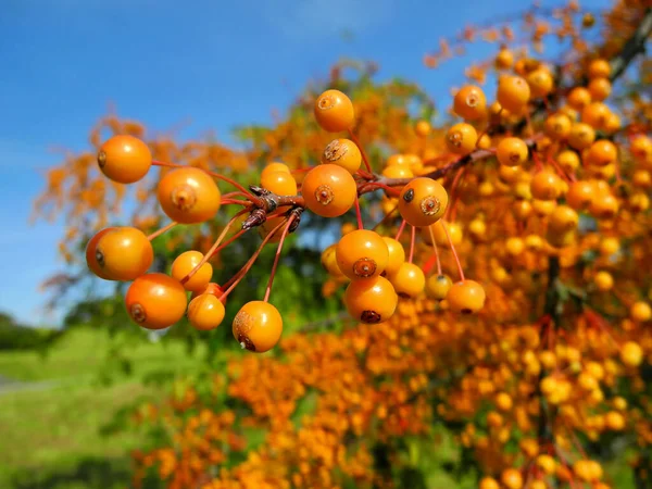 Berries Closeup Shot Concept Alimentar Sănătos — Fotografie, imagine de stoc