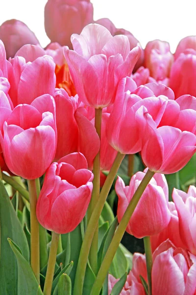 Bunte Tulpen Blumen Flora — Stockfoto