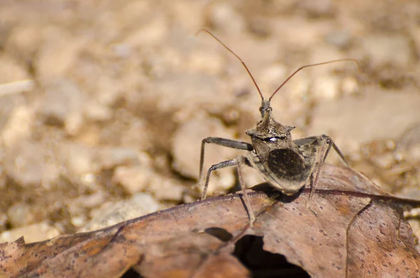 Close Van Een Insect Wilde Natuur — Stockfoto