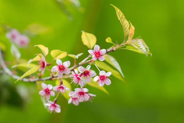 Roze Bloesem Sukura Bloemen Een Lentedag Changrai Thailand — Stockfoto