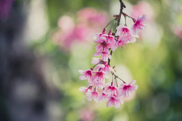 Vintage Pink Blossom Sukura Flowers Spring Day Changrai Thailand — Stock Photo, Image