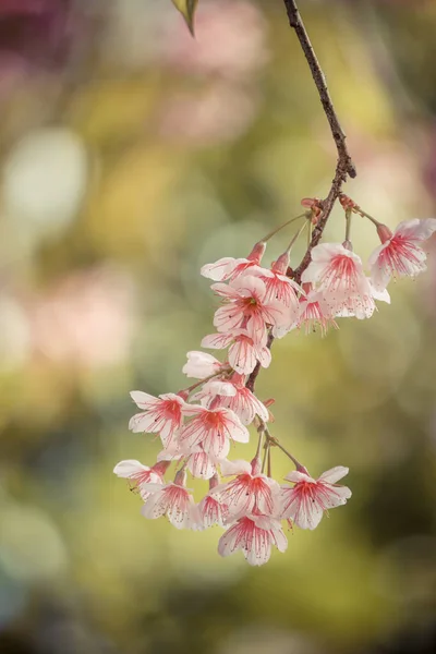 Vintage Pink Blossom Sukura Flowers Spring Day Changrai Thailand — Stock Photo, Image