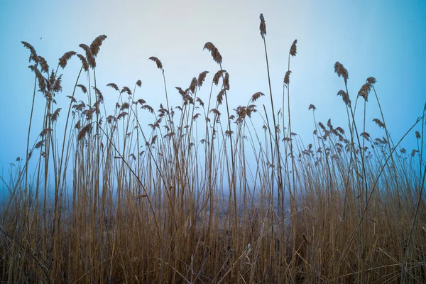 Bulrush Fundal Albastru Cer Sunrise — Fotografie, imagine de stoc