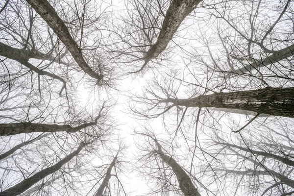 Árvores Grandes Nevoeiro Floresta Nevoeiro — Fotografia de Stock
