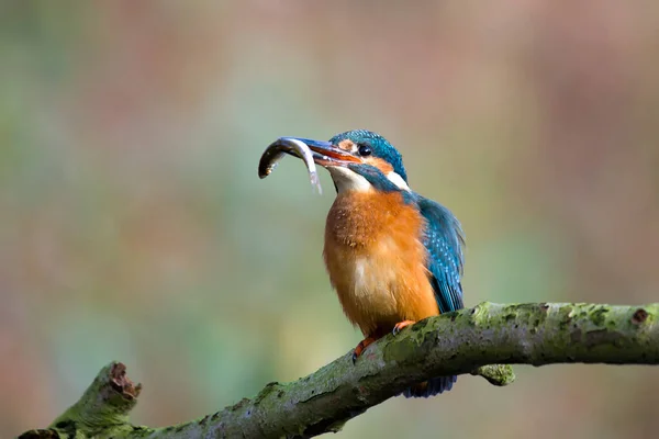 Kingfisher Kingfisher Emsland Ems 오렌지 — 스톡 사진