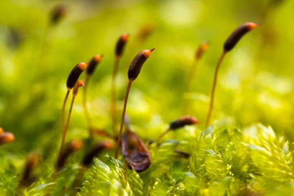 Helder Groen Mos Macro Shot — Stockfoto