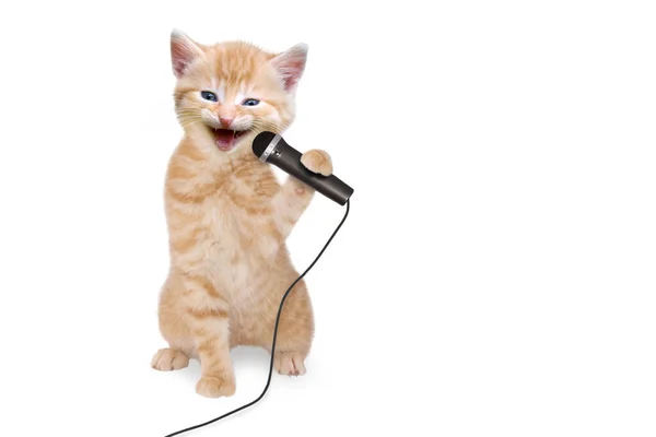 Γάτα Γατάκι Τραγουδά Στο Μικρόφωνο — Φωτογραφία Αρχείου