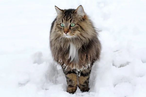 Pretty Norwegian Forest Cat Snow — Stock Photo, Image