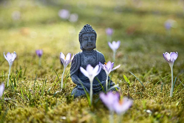 buddha meditation in spring
