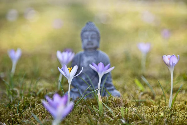 Buddha Meditation in Spring