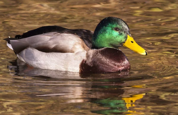 Schilderachtig Uitzicht Van Schattige Wilde Eend Natuur — Stockfoto