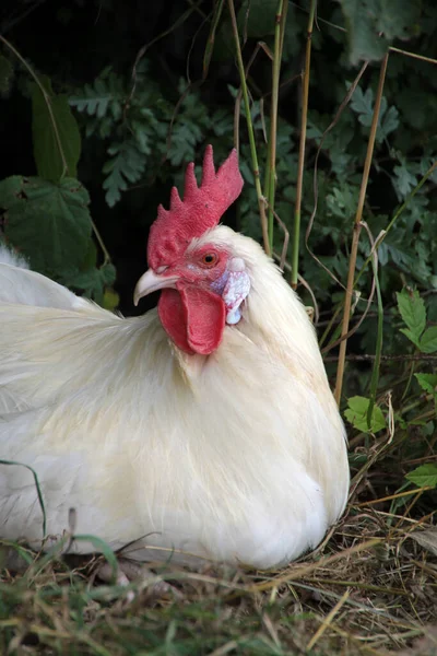 Tema Del Pájaro Pintoresco Tiro —  Fotos de Stock