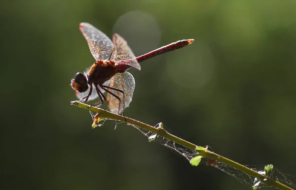Podsvícení Červené Vagrant Nebo Sympelesi Vulgatum Dragonfly Zeleným Pozadím Bokehem — Stock fotografie