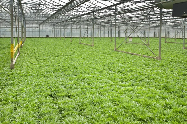 Monokultur Andykplantor Som Växer Växthus Sommaren Horisontell — Stockfoto
