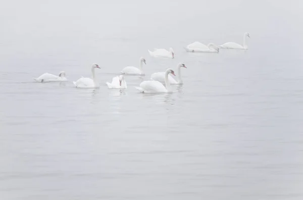 Cisnes Mudos Brancos Cygnus Olor Myst Rio — Fotografia de Stock